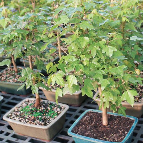 Trident Maple (Acer Burgerianum) Outdoor Bonsai - Brussel's Bonsai