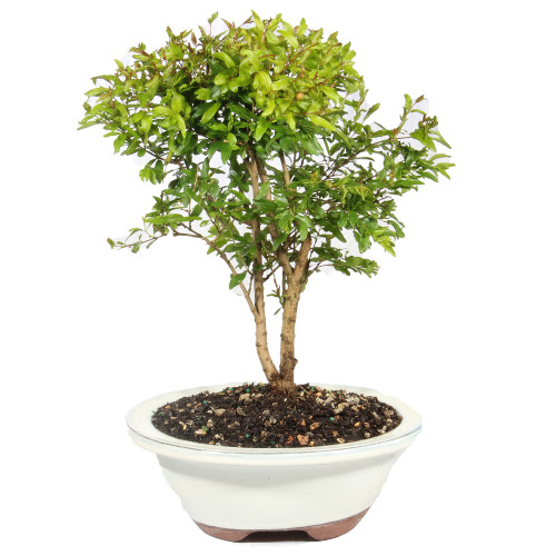 A small bonsai tree in a white pot