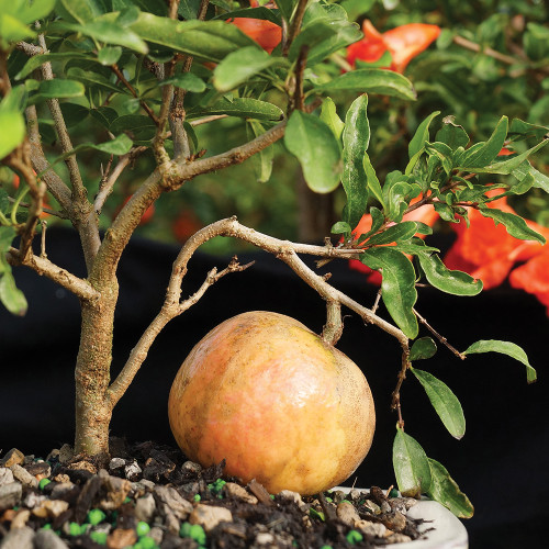 A pomegranate tree with a ripe fruit prominently displayed at the top, surrounded by lush green leaves.