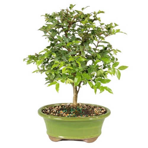 jaboticabe in a bonsai container 