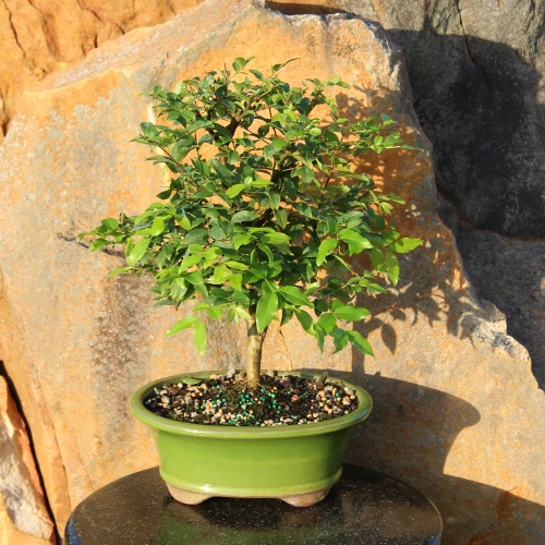 Jaboticaba in an outdoor setting