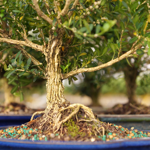 A bonsai tree with intricate roots displayed in a vibrant blue pot, showcasing its unique artistry and care.