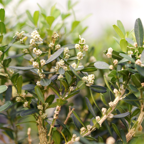 Detailed view of a plant with tiny white flowers, showcasing their intricate petals and lush green leaves.