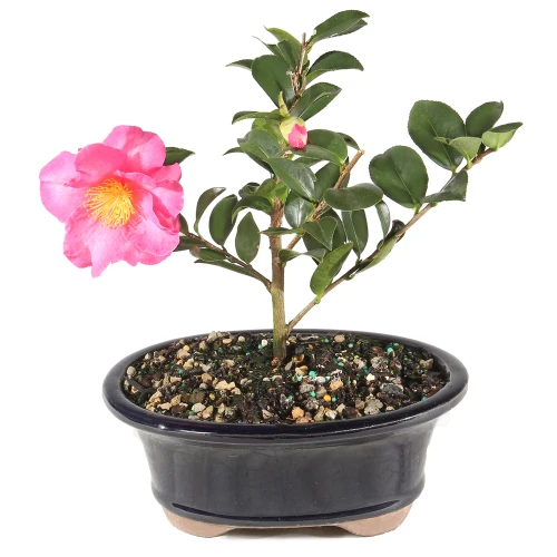 Camellia Bonsai in a ceramic container 
