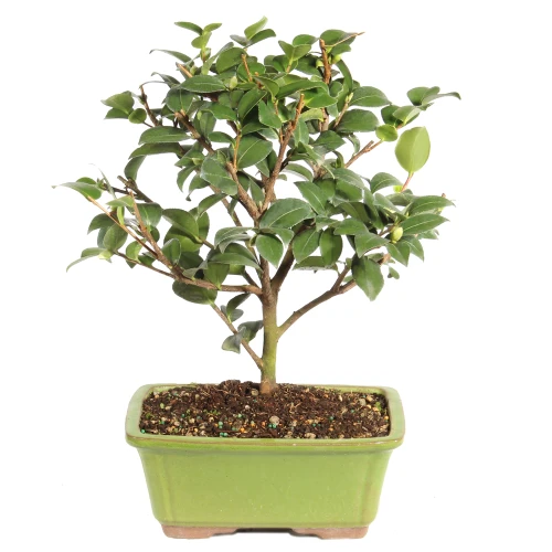 Camellia back view 