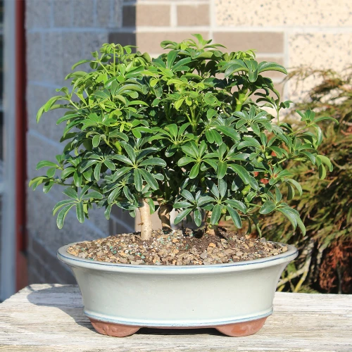 Hawaiian Umbrella Bonsai Tree 