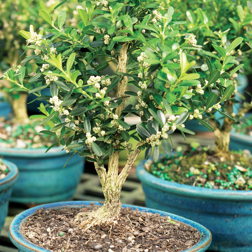Small Size Harland Boxwood Bonsai Tree