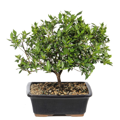 A bonsai tree, displayed against a clean white background, showcasing its intricate foliage and shape