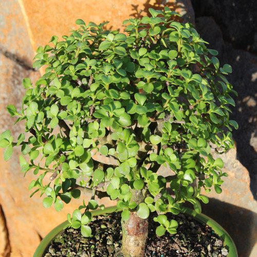 Top view of the Dwarf Jade