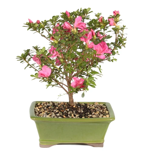 Satsuki Azalea in a bonsai container 