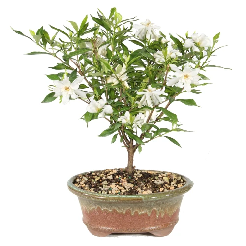 Gardenia in a bonsai container