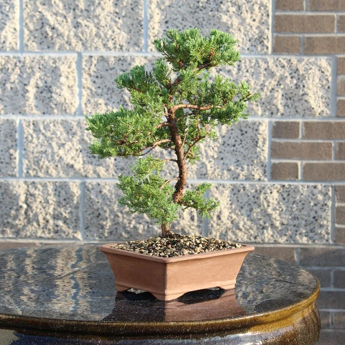 Green Mound Juniper on a table setting 