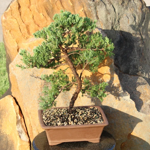 Green Mound Juniper in an outdoor setting