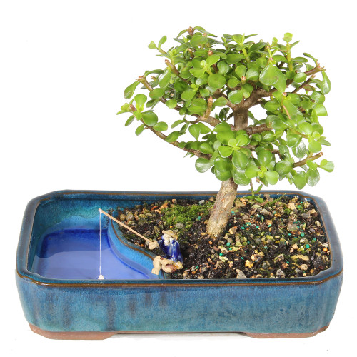 Dwarf Jade in a bonsai contianer 