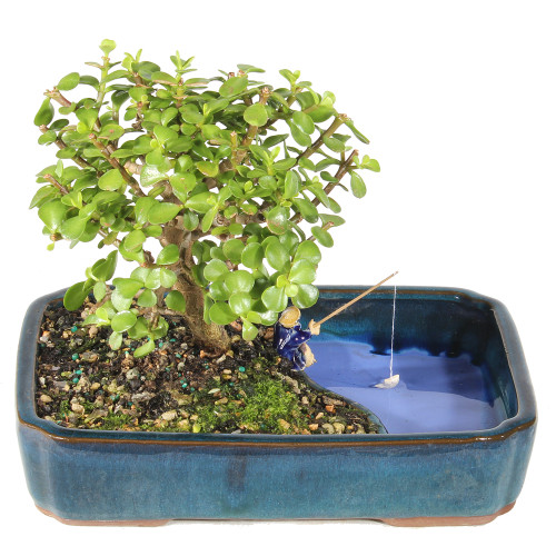 Dwarf Jade back view 