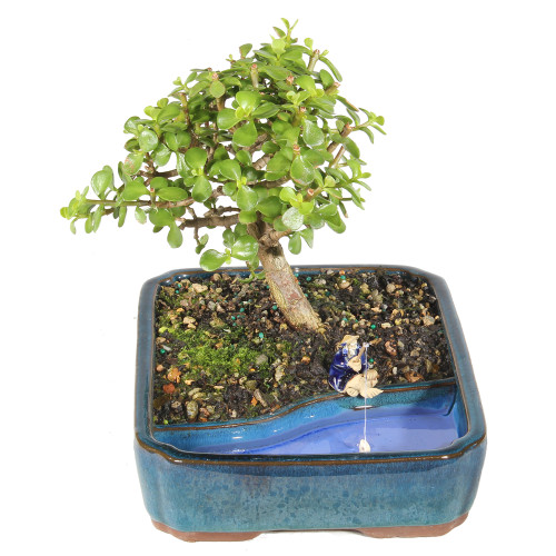 Dwarf Jade left side view 