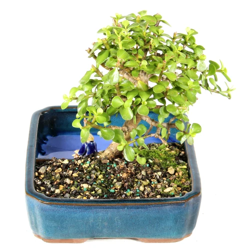 Dwarf Jade right side view