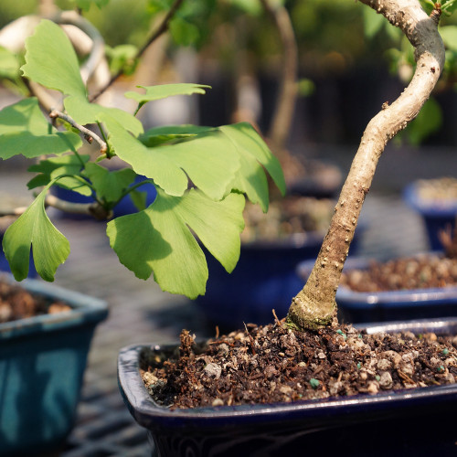 Ginkgo - DT0317GB