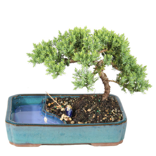Green Mound Juniper in a bonsai contianer 