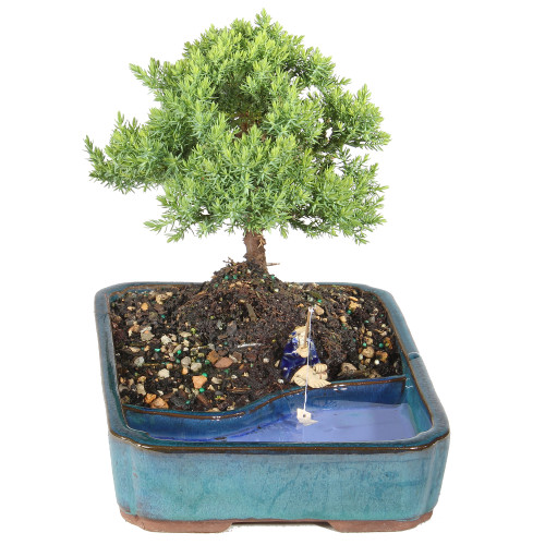 Green Mound Juniper with a fisherman 