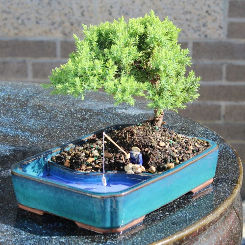 Green Mound Juniper in a water pot