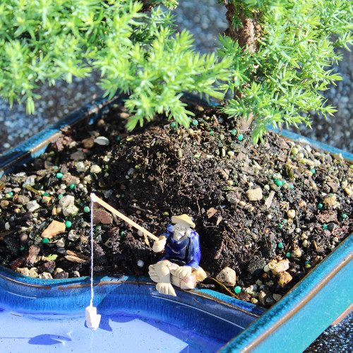 Green Mound Juniper displaying fisherman 