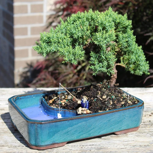 Green Mound Juniper on a table setting