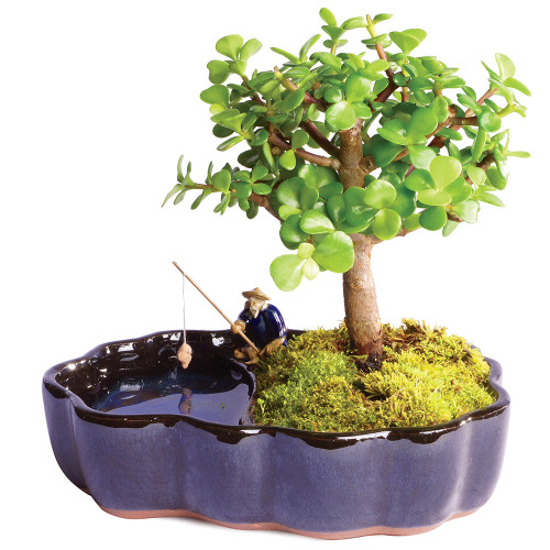 Dwarf Jade (Portulacaria Afra) Indoor Bonsai Zen Reflections