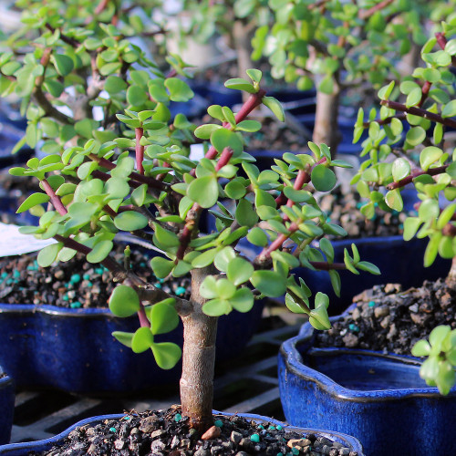 Dwarf Jade (Portulacaria Afra) Indoor Bonsai Zen Reflections