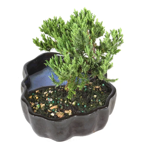 Green Mound Juniper back view 