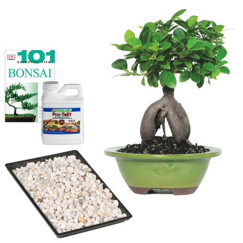 Small Ginseng Grafted Ficus Complete Gift 