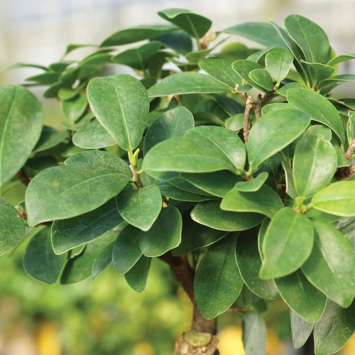 Small Ginseng Grafted Ficus foliage view