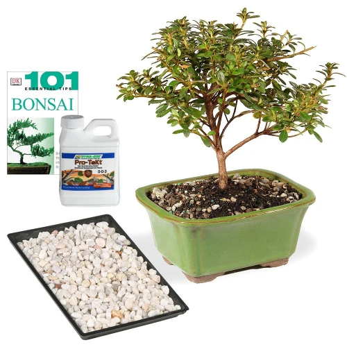 Small Azalea Complete Gift Set with no blooms