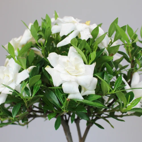Small Gardenia bloom view