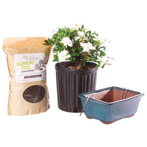 Small Gardenia Pot it Yourself