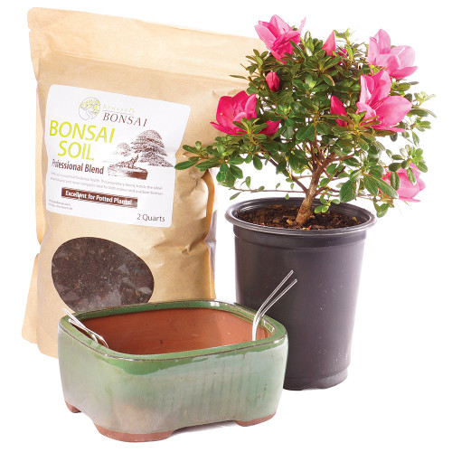 Satsuki Azalea small Pot it Yourself