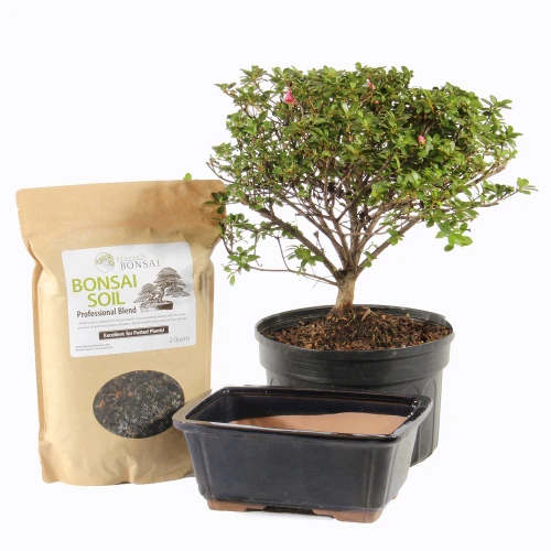 A small bonsai tree next to a bag of soil, showcasing gardening supplies for plant care and cultivation