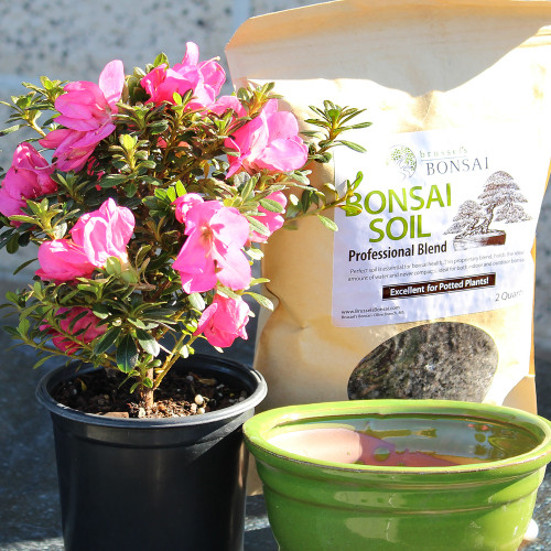 Small Satsuki Azalea  outdoor tree 