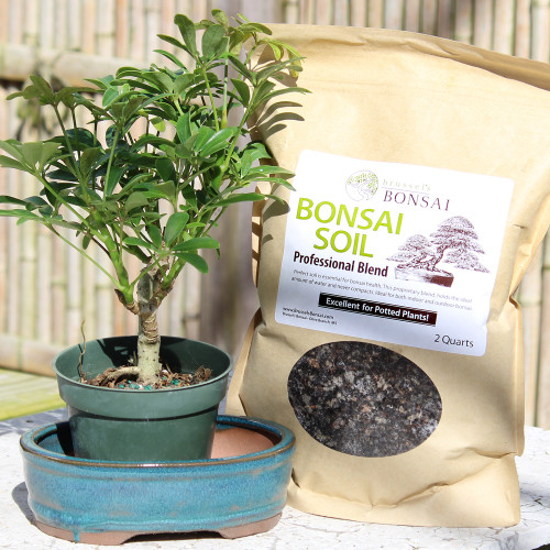 Small Hawaiian Umbrella , soil and container 