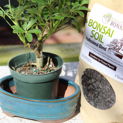 Small Hawaiian Umbrella  Schefflera arboricola 