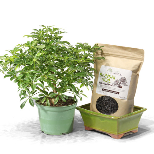 Medium  Hawaiian Umbrella Pot it Yourself 