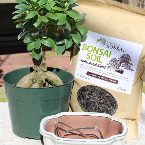Ginseng Grafted Ficus  small bonsai tree