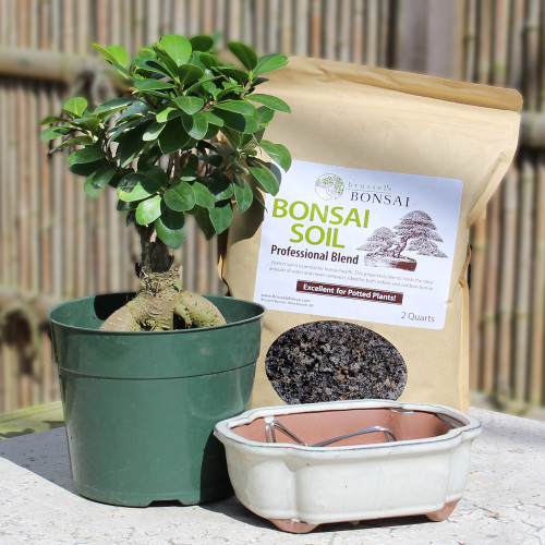Ginseng Grafted Ficus small indoor tree 