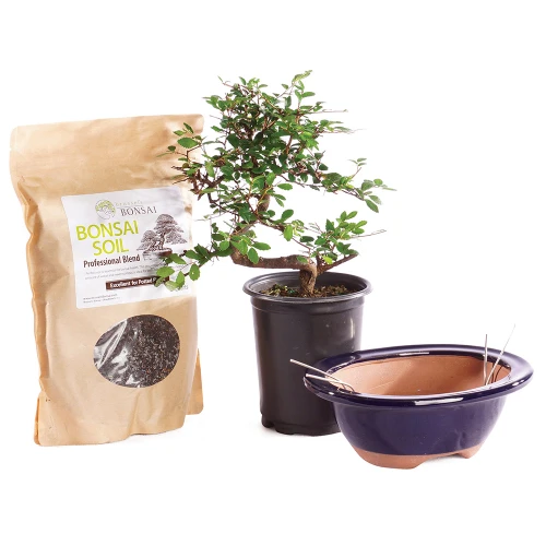 Chinese elm small Pot it Yourself in Bonsai Pot