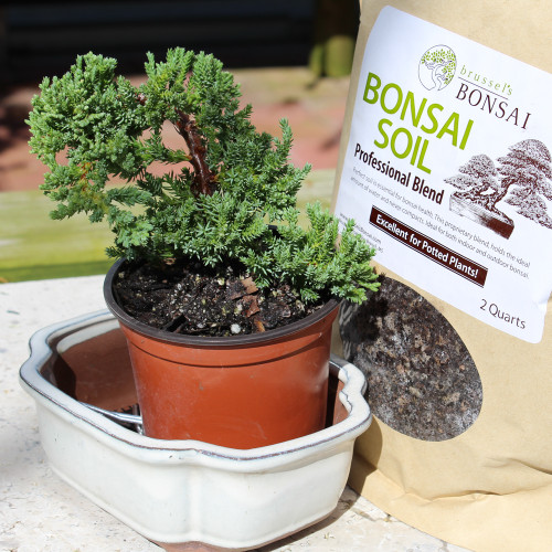 Green Mound Juniper small 