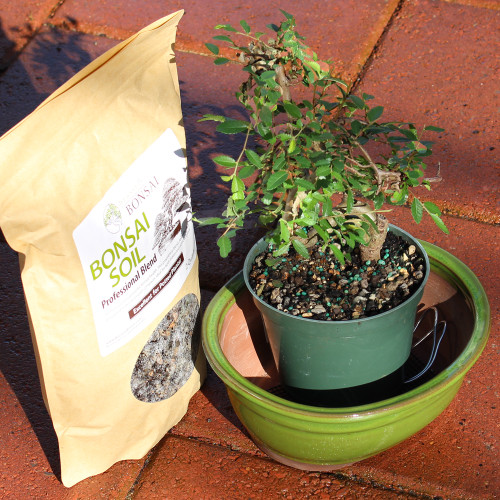 Chinese Elm medium pot it yourself 