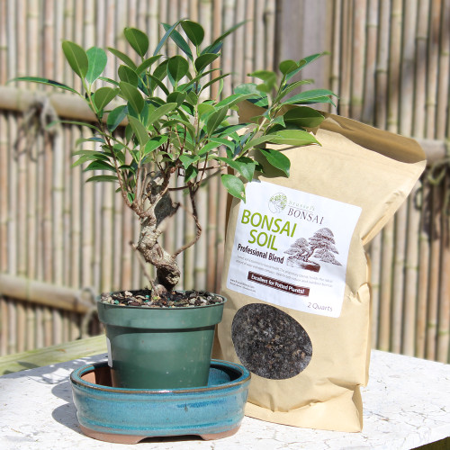Golden Gate Ficus small pot it yourself