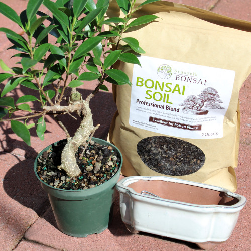 Golden Gate Ficus small indoor tree 