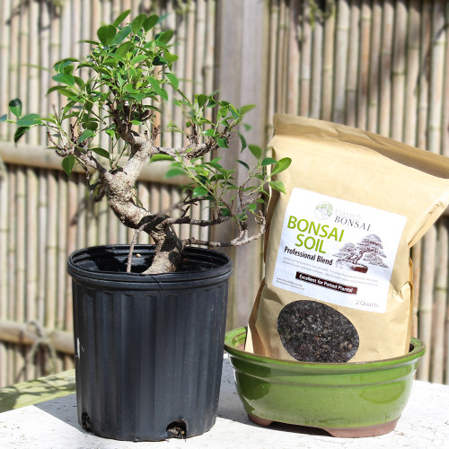 Gloden Gate Ficus Medium Ficus microcarpa