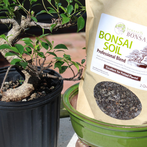 Golden Gate Ficus 